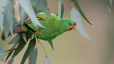 Swift Parrot-4