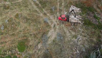 Bulldozer piling tree trunks, construction site.