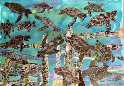 Green sea turtles swimming, playing in clear water.