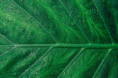 Green leaf image, header graphic.