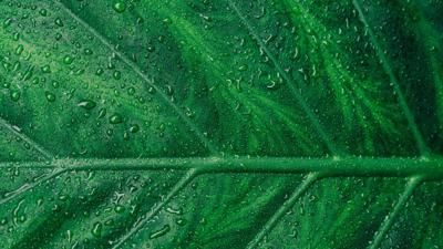 Green leaf image, header graphic.