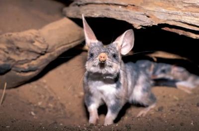 Greater bilby, pink nose, large ears, standing, side view.