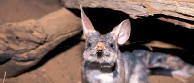 Greater bilby, pink nose, large ears, standing, side view.