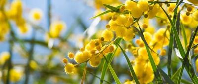 Yellow wattle flowers in bloom, green foliage, blue sky background.