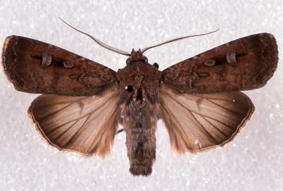 Bogong moth on a dark background, close-up.