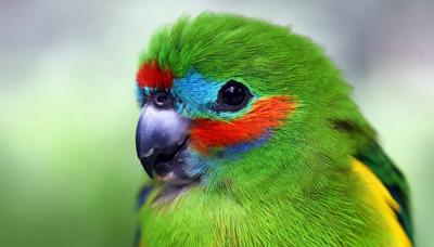 Parrot perched on a branch, vibrant green and yellow plumage, blue sky background.