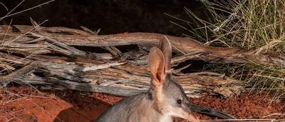 Bilby, long ears, pink nose, nocturnal marsupial, Australian desert, sandy ground.