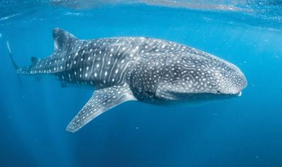 Ningaloo Reef