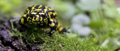 Wildlife photo: a kangaroo in a grassy field, looking towards the camera.