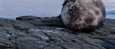Seal on ice, Antarctica, post-winter.