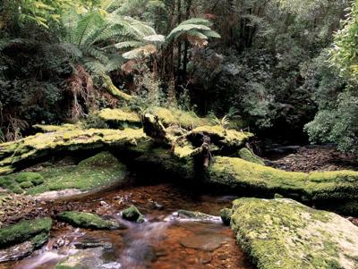 River Nelson, Tasmania, flowing through a lush, green valley in a national park.