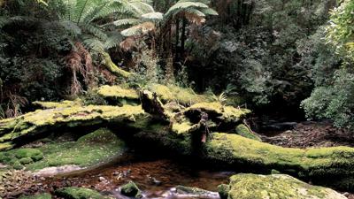 River Nelson, Tasmania, flowing through a lush, green valley in a national park.