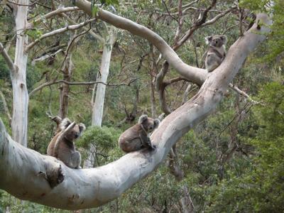 Green canopy of rainforest trees, sunlight filtering through leaves.