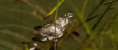 Woman in a field, holding a plant, smiling. Sunlight, green background.