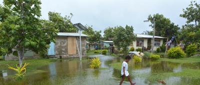 A lush green forest canopy, sunlight filtering through the leaves.