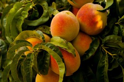 Ripe peaches on a white plate, close-up shot.