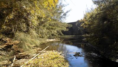 Header image: Australian Conservation Foundation logo with text, blue and green design.