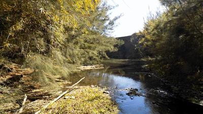 Header image: Australian Conservation Foundation logo with text, blue and green design.