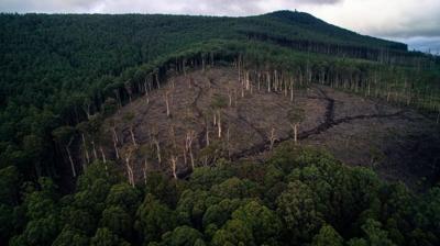 Header image: Forest logging scene, trees, machinery, and sky.