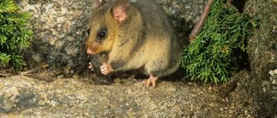 Mountain Pygmy Possum eating Bogong Moths.
