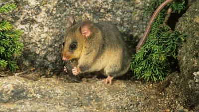 Mountain Pygmy Possum eating Bogong Moths.