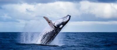 Humpback whale breaching, ocean surface, Scarborough, Western Australia.