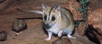 Green canopy of trees, sunlight filtering through leaves.