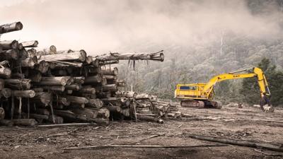 Logging truck on a forest road, trees in background, sunny day.