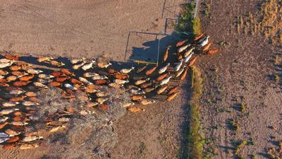 Aerial view of a cow grazing in a green pasture.