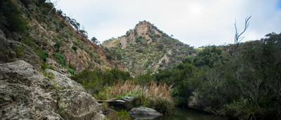 Platypus in water, Bacchus Marsh, Australia. Photo by Annette Ruzicka.