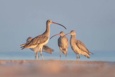 Header image: Green canopy of trees, sunlight filtering through leaves.