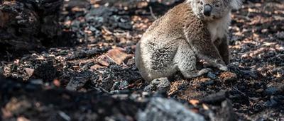 Koala in burnt bushland, smoke haze.