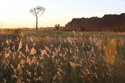 Sunset over Kimberley grass, orange sky, silhouetted plants.