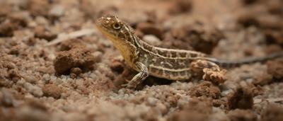 Victorian grassland with grazing animals, Zoos Victoria.