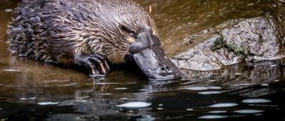 Platypus swimming in water, showing its bill and webbed feet.