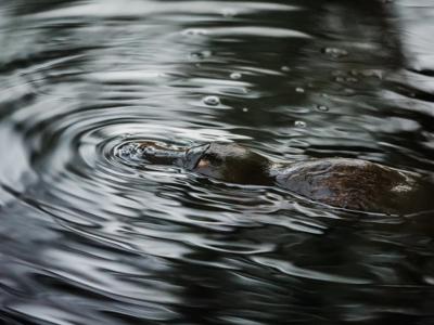 Platypus in Broken River, Queensland
