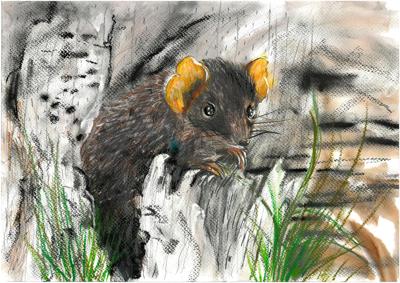 Silver-headed antechinus, tiny marsupial, brown fur, pointed snout, small ears, alert pose.