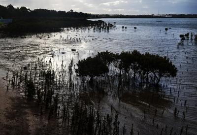 Western Port Wetlands header image: wetlands, water, sky, and a distant shoreline.