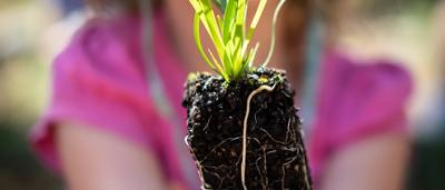 Close-up of a hand holding a seedling, with soil and a blurred background of plants.