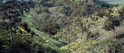 Southern Flinders Ranges landscape, mountains, road, blue sky, sparse vegetation.