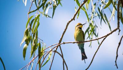 A colorful bee-eater bird perched on a branch, vibrant feathers, blue sky background.