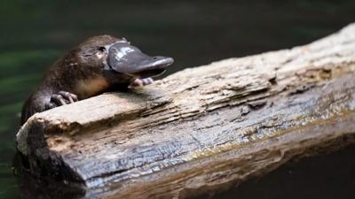 Platypus in water, Hobart. Header image for website.