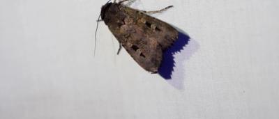 Bogong moth on alpine trapping setup, close-up.