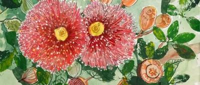 The endangered rose mallee Frank age 8 - Best Plant - Second place