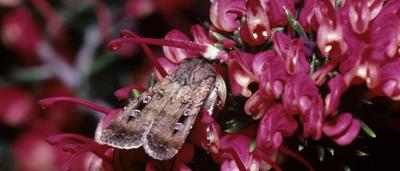 Bogong moth, ACT, header image, Jean-Paul Ferrero, AUSCAPE.