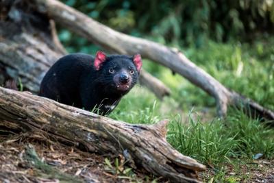 Tasmanian Devil hanging from a branch, black fur, pink ears, and a curious expression.