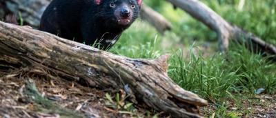 Tasmanian Devil hanging from a branch, black fur, pink ears, and a curious expression.