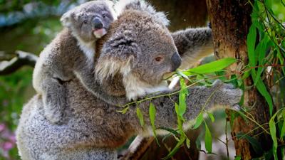 Koala mother and baby clinging to a tree branch, green foliage background.