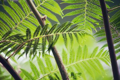 Leaf texture, close-up, showing intricate veins and surface details. Green.