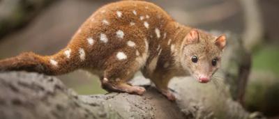 Spotted-tail Quoll, a carnivorous marsupial, with spotted fur, sitting on a branch.